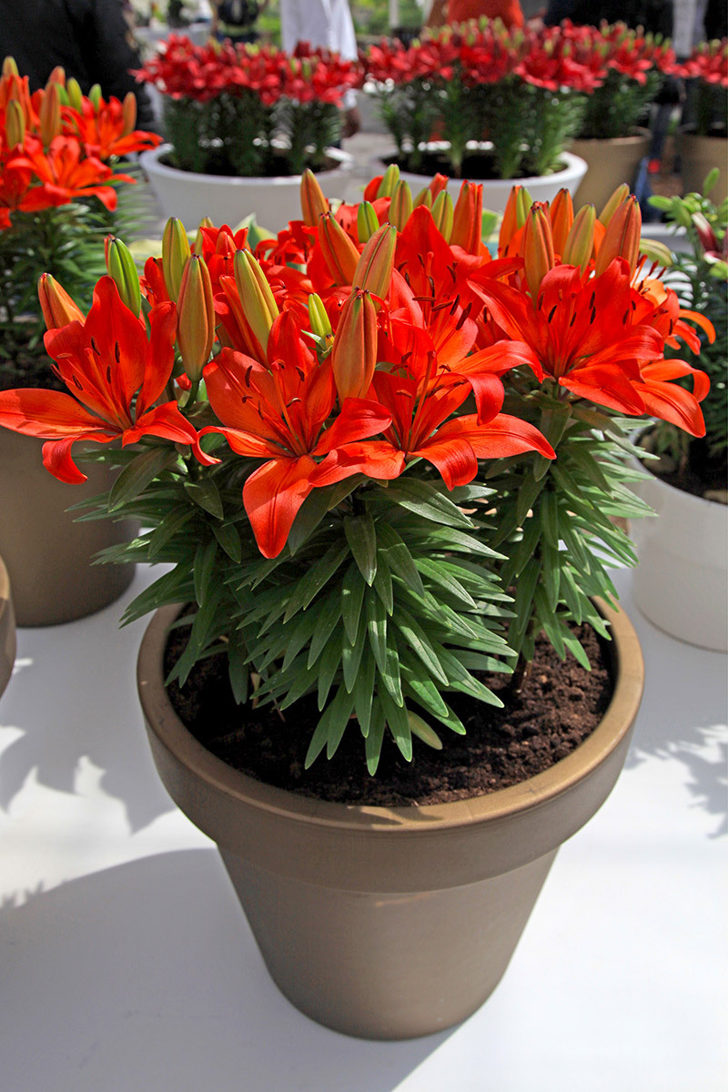 flowers lilies